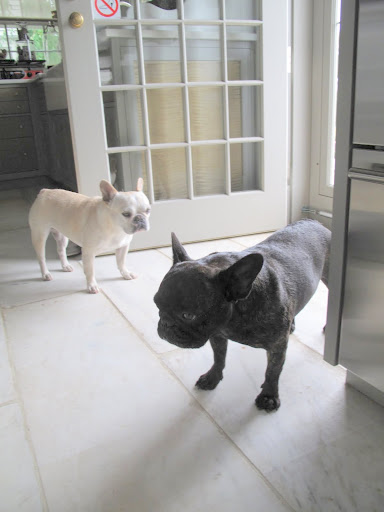 Sharkey, I know there is something we can do to reveal the true nature of these beasts.. umm.. I mean kitties!