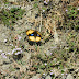 Nymphalidae%25252c%252520junonia%252520hierta%25252c%252520yellow%252520pansy