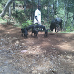 Pigs in Furcy, Haiti