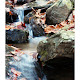I would play in this creek all the time as a kid.  After the leaves had fallen off the trees and the bugs were in hiding for the winter I would come here and sweep the leaves out of the stream.