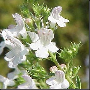 flores-de-ajedrea