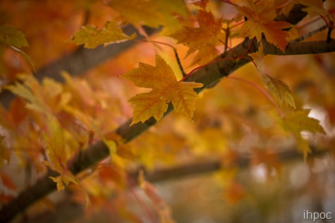 IMG_6060 IMG_6060