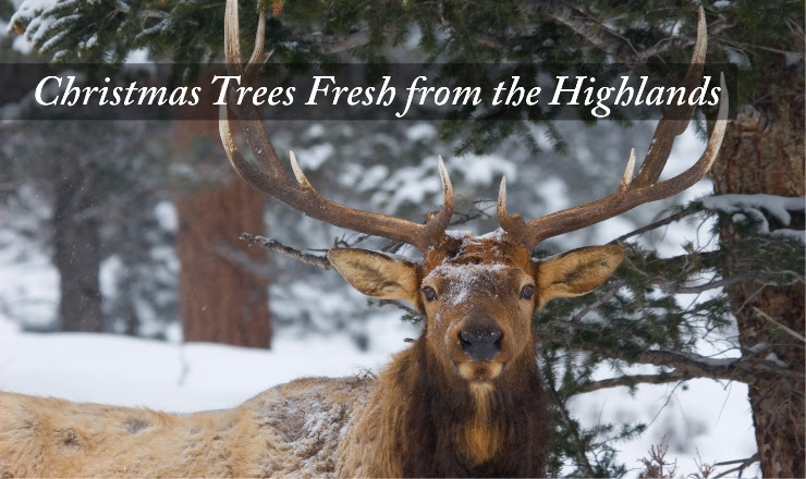 Fresh Christmas Trees | http://www.pinesandneedles.com/christmas-trees/