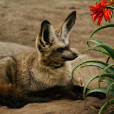Bat-eared Fox - Otocyon megalotis - CFR, Southern Africa