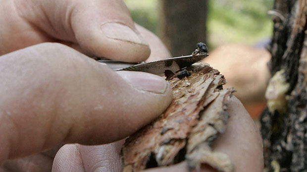 A Mountain Pine beetle or bark beetle is seen on the tip of forester Cal Wettstein's knife during the examination of trees in the White River National Forest near Vail, Colorado, in this 5 July 2005 file photo. The beetle has also ravaged forests in B.C., and has been spotted close to the Yukon border. Photo: Ed Andrieski / AP