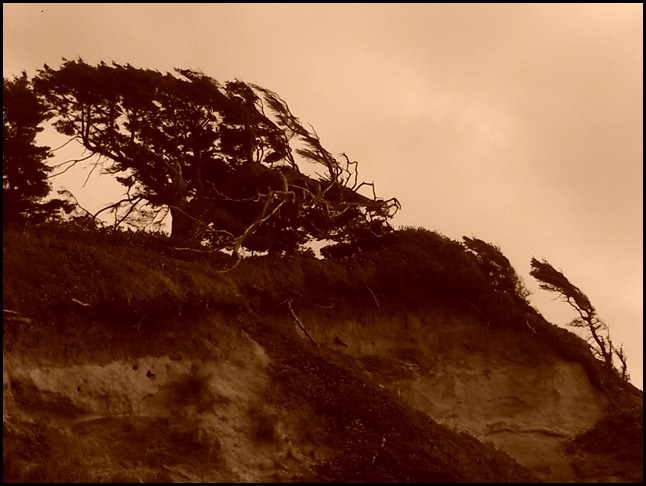 The weather was calm; the trees grow this way.