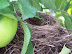 Picking Apples