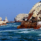 Sea-fari