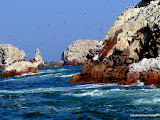 Sea-fari