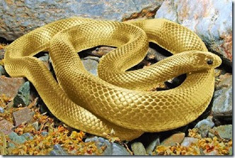 Gold_Animal_7b Gold_Animal_7b