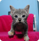 Khal Drogo...
waiting to be adopted at The Humane Society of New York.
See link at end of blog post for more details. Khal Drogo...
waiting to be adopted at The Humane Society of New York.
See link at end of blog post for more details.