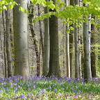 2011-04-15 Hallerbos