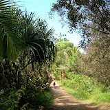 Road to Hana: Gorgeous Walking Path