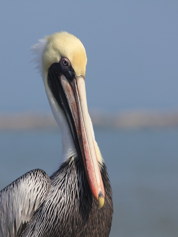 [IMG_1910P%255B3%255D.jpg]