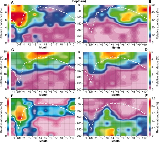 (A to F) Ocean Data View (ODV) plots indicating average temporal and spatial distributions of microbial plankton at BATS. The graphs show relative abundance of (A) plastid 16S rRNA genes, (B) Cyanobacteria (Prochlorococcus and Synechococcus), (C) Puniceispirillum, (D) SAR86, (E) OCS116, and (F) SAR202. Giovannoni and Vergin, 2012
