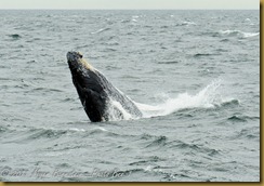 Whale Watch  _ROT3978   NIKON D3S June 02, 2011