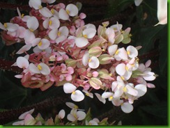 Begonia Estrela (6) Begonia Estrela (6)