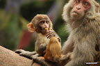 Baby monkey being fed