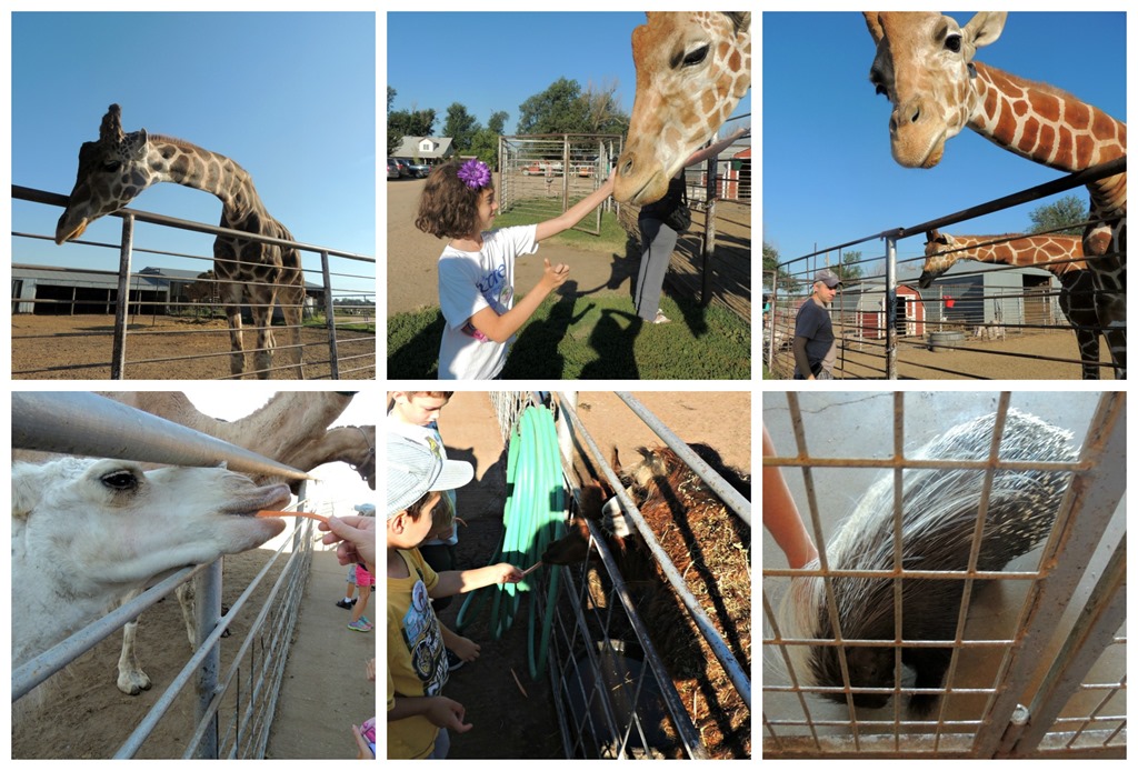 [giraffe4%255B3%255D.jpg]