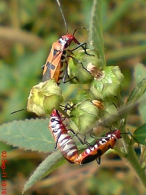 Dysdercus cingulatus - Red Cotton Bug - Bapak Pucung 2