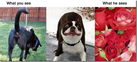 what-you-see-animals-712124