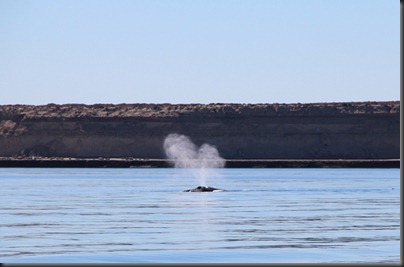 IMG_0985 IMG_0985