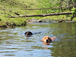 Dogs Trekking 6 (246) Dogs Trekking 6 (246)