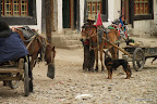 Preparing the horses