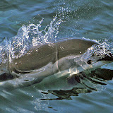 Atlantic white-sided dolphin