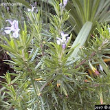 Romarin - Rosmarinus officinalis