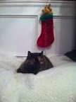 Susie P.'s son's cat, Pouncey, is hoping Santa will leave her a chipmunk in her stocking.