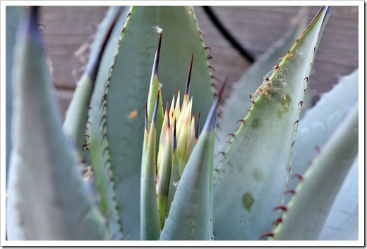 130503_Agave-parryi-with-flower-spike_04