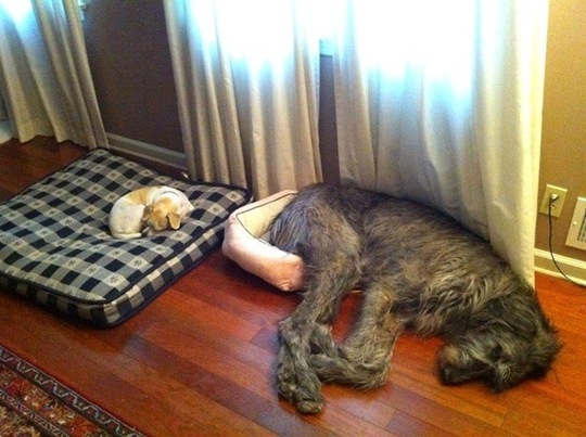 [tired-cute-animals-11%255B2%255D.jpg]