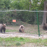 This area has a number of bigger and stronger bears in it.