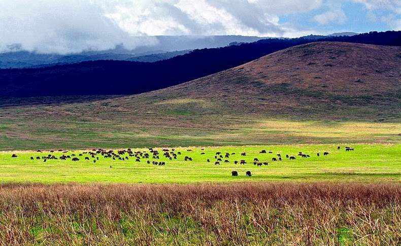 ngorongoro-1 ngorongoro-1
