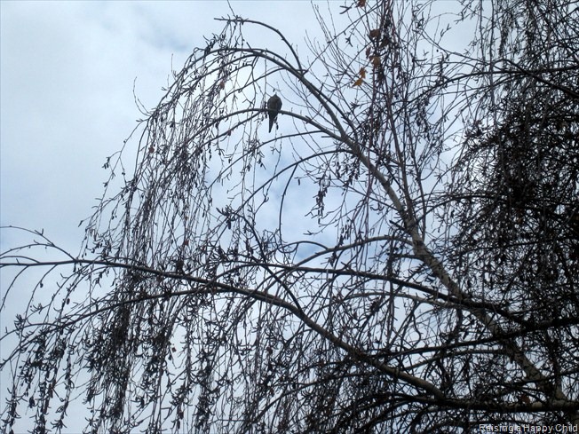 [Jan5_Birds1%255B3%255D.jpg]