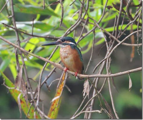 common kingfisher common kingfisher