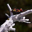 Árbol blanco y nidos de coccinellidae