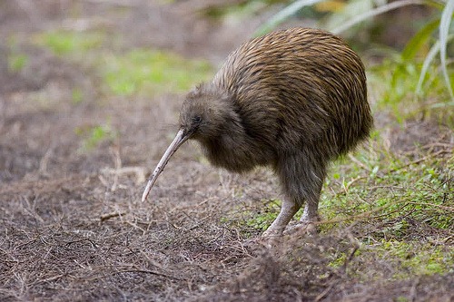 [kiwi_australe1%255B4%255D.jpg]