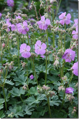 geranium
