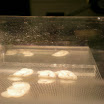 lab - brain slices 021.JPG
