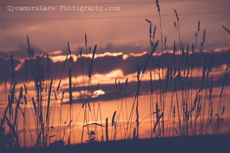 SycamoreLane Photography-Rural Landscape 2013 (2)
