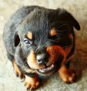 [little_puppy_mean_face_grr%255B3%255D.jpg]