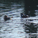 Hooded Mergansers