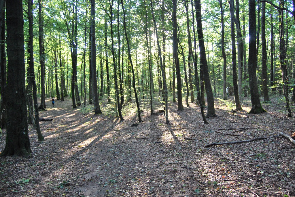 [Tur%2520i%2520skogen%2520sept%252011%2520035%255B6%255D.jpg]