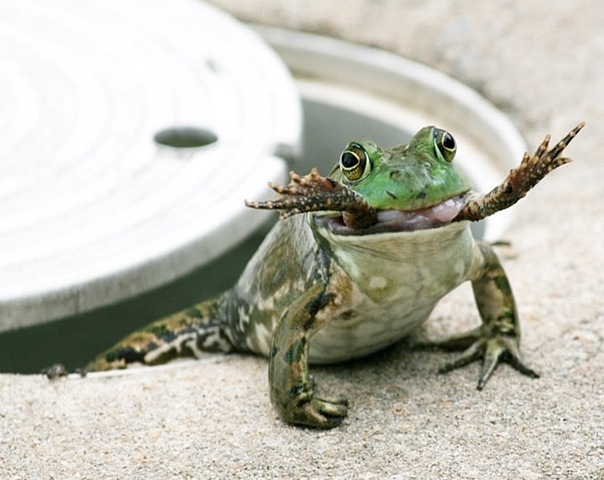 [frog-eat-frog_1823514i%255B2%255D.jpg]