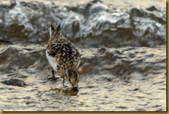 Sanderling