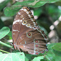 Blue Morpho (sp)