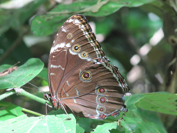 Spotting Image 1