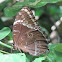 Blue Morpho (sp)